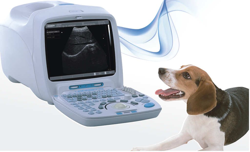 Buying Ultrasound System For Pets - The Must Have Equipment For All Veterinarians