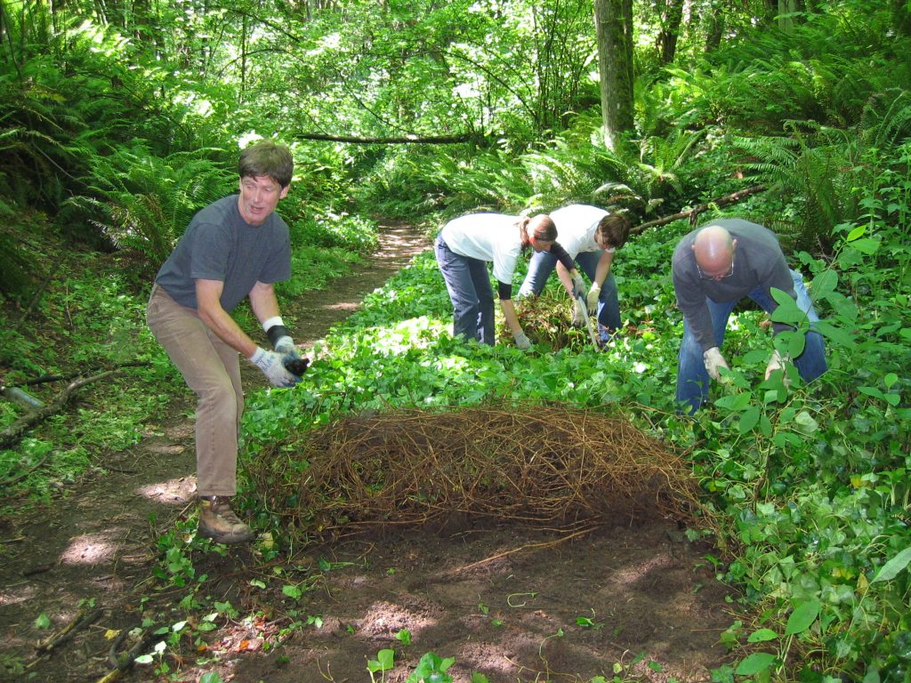 Tips For Maintaining Healthy Trees &amp; Green Atmosphere