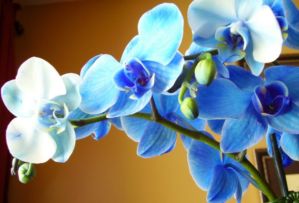 Mysterious Facts About Orchids
