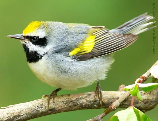 Finding Back The Way To Save Golden-winged Warbler