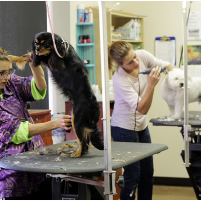 Extreme Dog Pampering: And You Thought Your Pooch Was Spoiled?