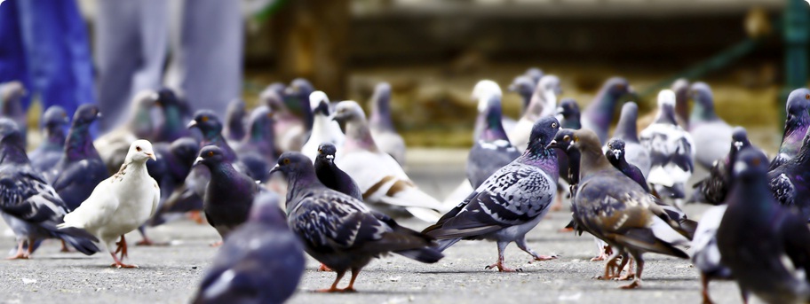The Long-Term, Ethical Answer To All Your Pigeon Problems