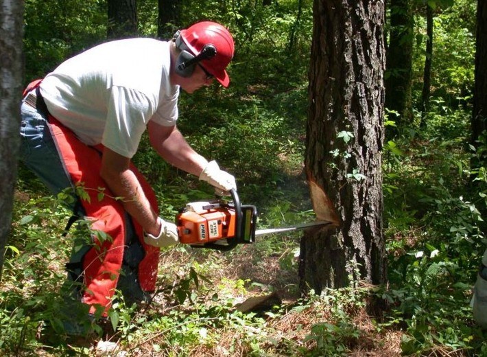 Prerequisites Of Tree Care Skills For Tree Surgery