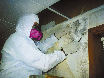 Why Mold Remediation Is Extremely Important