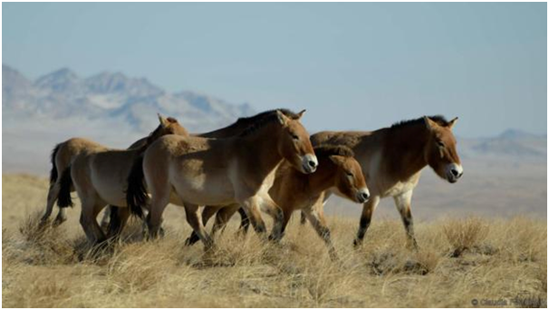Przewalski’s Horses – The Story Of The Horse Risen from The Ashes